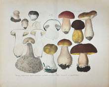 Load image into Gallery viewer, Krombholz, Julius Vincenz von &quot;Boletus edulis.&quot; Pl. 31
