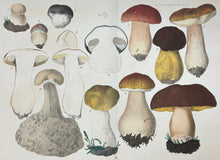 Load image into Gallery viewer, Krombholz, Julius Vincenz von &quot;Boletus edulis.&quot; Pl. 31
