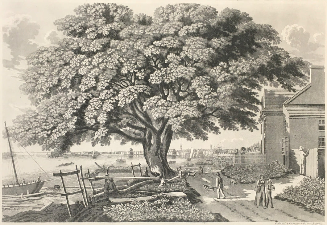 Lehman, George  “The Great Elm Tree of Shackamaxon (Now Kensington)”