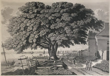 Load image into Gallery viewer, Lehman, George “The Great Elm Tree of Shackamaxon (Now Kensington)”
