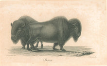 Load image into Gallery viewer, LeSueur, C.A. “Bison.”
