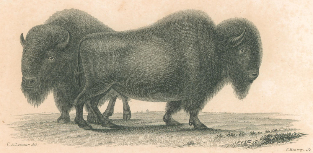 LeSueur, C.A. “Bison.”