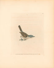 Load image into Gallery viewer, Lewin, William &quot;Lesser White Throat&quot;  Pl. 106.
