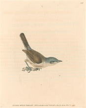 Load image into Gallery viewer, Lewin, William &quot;Lesser White Throat&quot;  Pl. 106.
