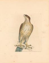 Load image into Gallery viewer, Lewin, William &quot;Falcon Gentil&quot;  Pl. 11.
