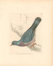 Load image into Gallery viewer, Lewin, William &quot;Ring Pigeon&quot;  Pl. 130.
