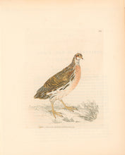 Load image into Gallery viewer, Lewin, William &quot;Quail&quot;  Pl. 139.
