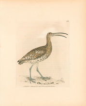 Load image into Gallery viewer, Lewin, William &quot;Curlew&quot;  Pl. 154.
