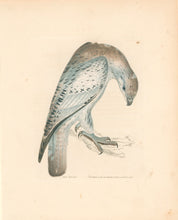 Load image into Gallery viewer, Lewin, William &quot;Jer Falcon&quot;  Pl. 16.
