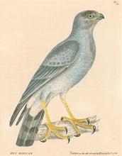 Load image into Gallery viewer, Lewin, William &quot;Hen Harrier&quot;  Pl. 18.
