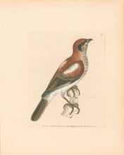 Load image into Gallery viewer, Lewin, William &quot;Wood-Chat&quot;  Pl. 31.
