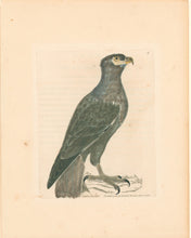 Load image into Gallery viewer, Lewin, William &quot;Grey Eagle&quot;  Pl. 4.
