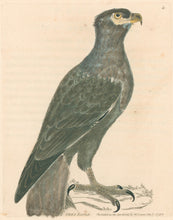 Load image into Gallery viewer, Lewin, William &quot;Grey Eagle&quot;  Pl. 4.
