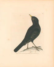 Load image into Gallery viewer, Lewin, William &quot;Black Ouzel&quot;  Pl. 60.
