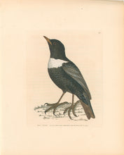 Load image into Gallery viewer, Lewin, William &quot;Ring Ouzel&quot;  Pl. 59.
