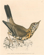 Load image into Gallery viewer, Lewin, William &quot;Missel Thrush&quot;  Pl. 61.

