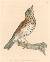 Load image into Gallery viewer, Lewin, William &quot;Red Wing&quot;  Pl. 64.
