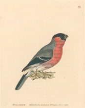 Load image into Gallery viewer, Lewin, William &quot;Bullfinch&quot;  Pl. 69.
