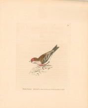 Load image into Gallery viewer, Lewin, William &quot;Red Pole&quot; [Redpoll] Pl. 79.
