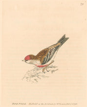 Load image into Gallery viewer, Lewin, William &quot;Red Pole&quot; [Redpoll] Pl. 79.
