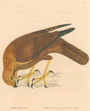 Load image into Gallery viewer, Lewin, William &quot;Moore Buzzard&quot;  Pl. 8.
