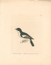Load image into Gallery viewer, Lewin, William &quot;Pied Flycatcher&quot;  Pl. 94.
