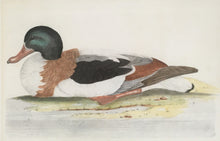 Load image into Gallery viewer, Lord, Thomas &quot;Sheldrake Male&quot; From &quot;Entire System of Ornithology or Ecumenical History of British Birds&quot;
