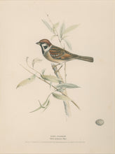 Load image into Gallery viewer, Meyer, Henry Leonard  “Tree Sparrow”
