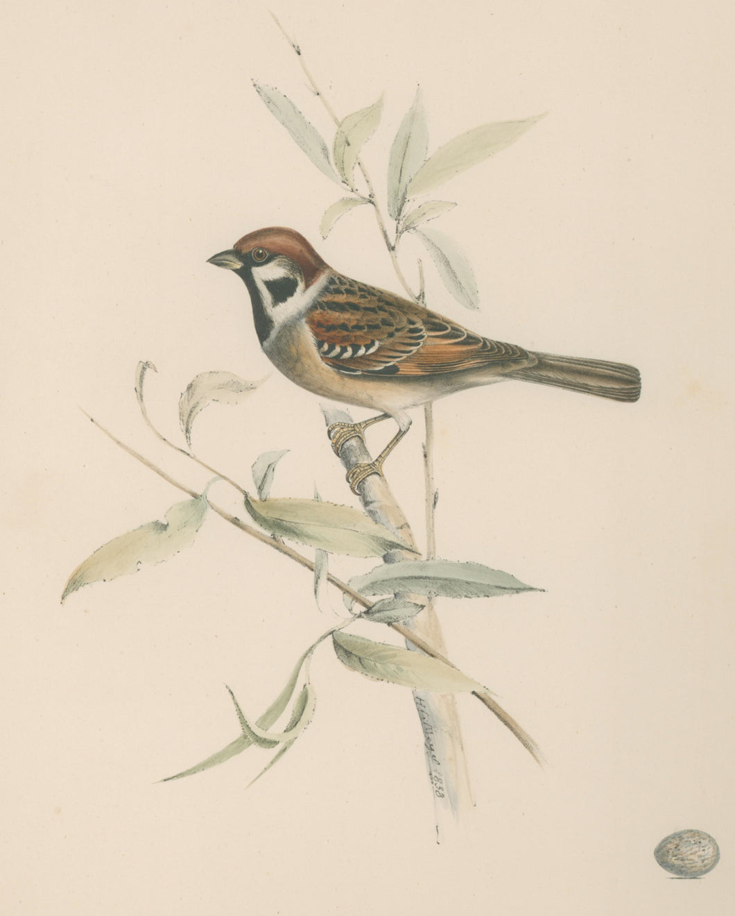 Meyer, Henry Leonard  “Tree Sparrow”