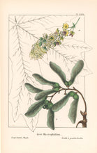 Load image into Gallery viewer, Michaux, François André &quot;Acer Macrophyllum; Large leaved  Maple.&quot; Pl. LXVII
