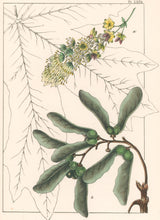 Load image into Gallery viewer, Michaux, François André &quot;Acer Macrophyllum; Large leaved  Maple.&quot; Pl. LXVII
