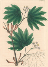 Load image into Gallery viewer, Michaux, François André &quot;Acer Circinatum; Round leaved  Maple.&quot; Pl. LXVIII
