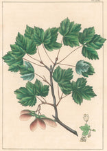 Load image into Gallery viewer, Michaux, François André &quot;Acer tripartitum; Currant Leaved Maple.&quot; Pl. LXXI
