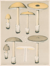 Load image into Gallery viewer, Peck, Charles Horton &quot;Edible Fungi. Amanitopsis vaginata. Sheathed Amanitopsis&quot; Pl. 17
