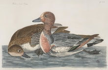 Load image into Gallery viewer, Pennant, Thomas &quot;Male &amp; Female Wigeons&quot; From The British Zoology
