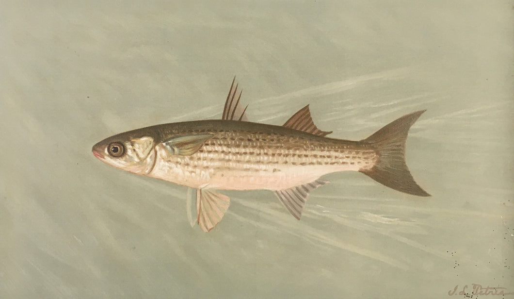 Petrie, J.L. “Striped Mullet”