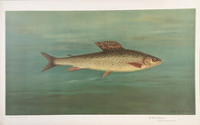 Load image into Gallery viewer, Petrie, J.L. “Montana Grayling”
