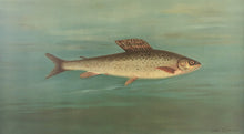 Load image into Gallery viewer, Petrie, J.L. “Montana Grayling”
