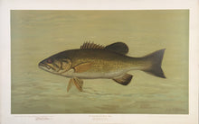 Load image into Gallery viewer, Petrie, J.L.  “The Small-Mouthed Black Bass”
