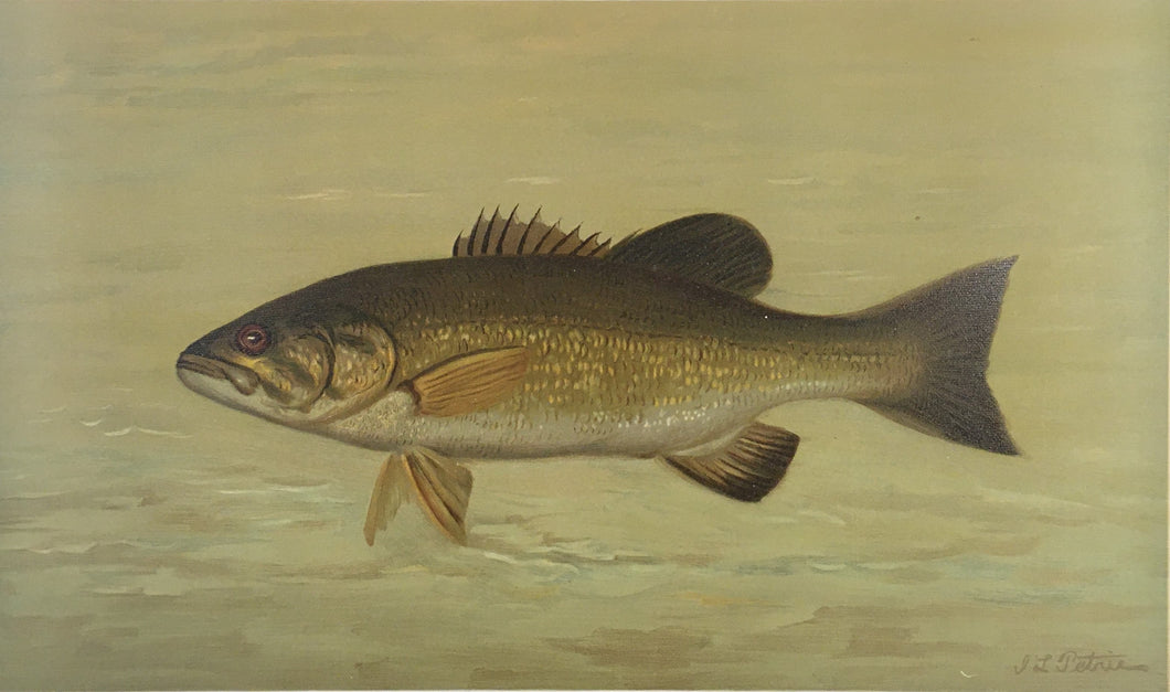 Petrie, J.L.  “The Small-Mouthed Black Bass”