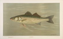 Load image into Gallery viewer, Petrie, J.L.  “Striped Bass”
