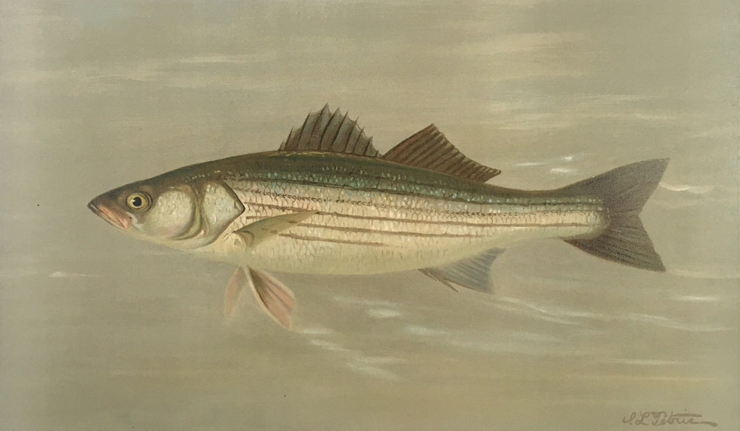 Petrie, J.L.  “Striped Bass”