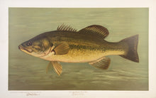 Load image into Gallery viewer, Petrie, J.L.  “Large Mouth Black Bass”
