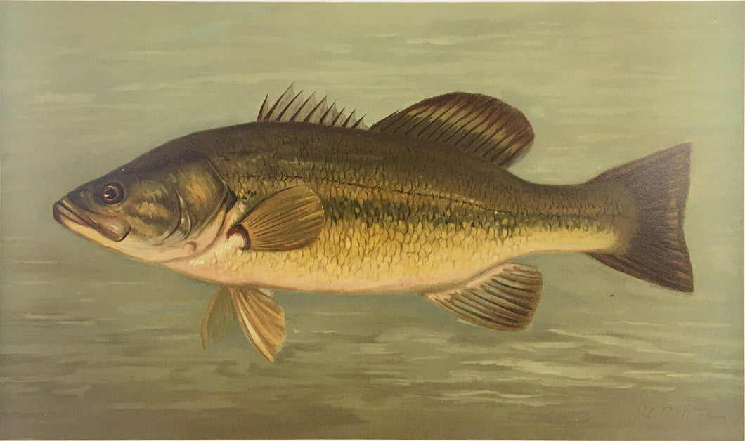 Petrie, J.L.  “Large Mouth Black Bass”