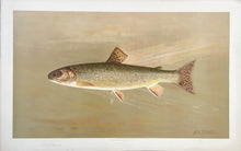 Load image into Gallery viewer, Petrie, J.L.  “American Brook Trout”
