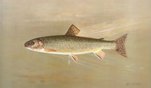 Load image into Gallery viewer, Petrie, J.L.  “American Brook Trout”
