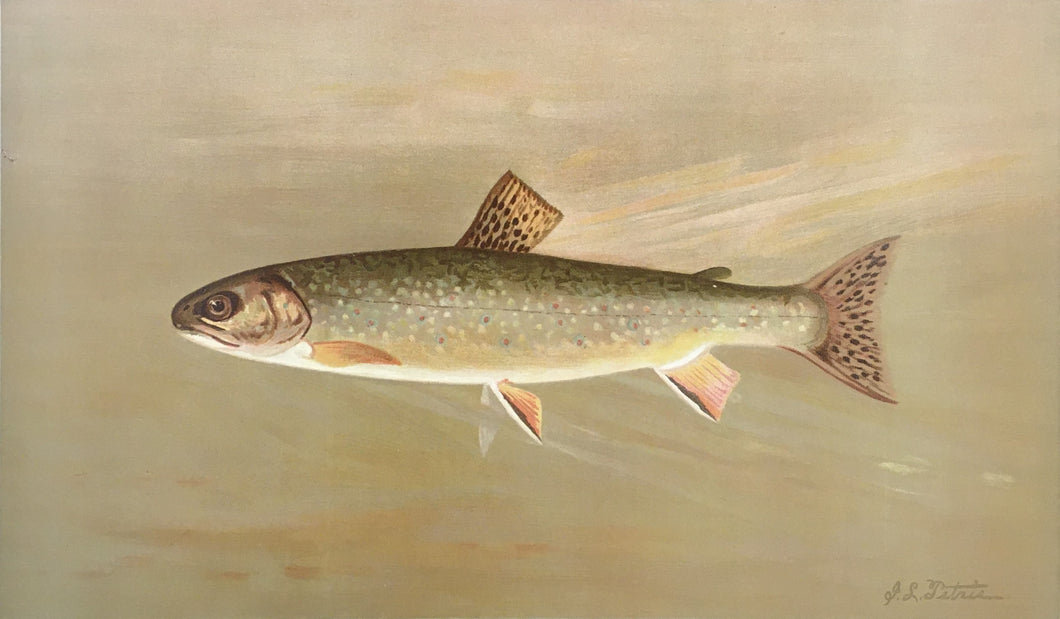 Petrie, J.L.  “American Brook Trout”