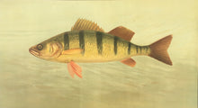 Load image into Gallery viewer, Petrie, J.L.  &quot;Yellow Perch”
