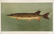 Load image into Gallery viewer, Petrie, J.L.  “Pike”
