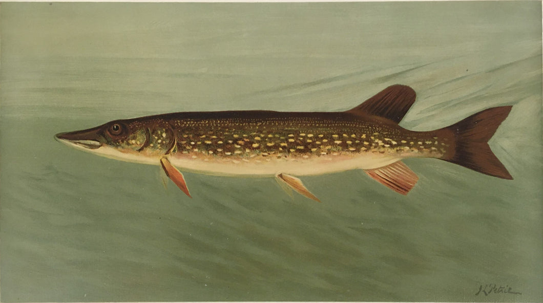 Petrie, J.L.  “Pike”